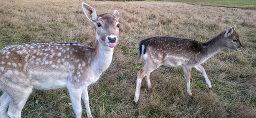 Deer close-up against a background of grass. Animals in the wild