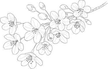 桜の線画
