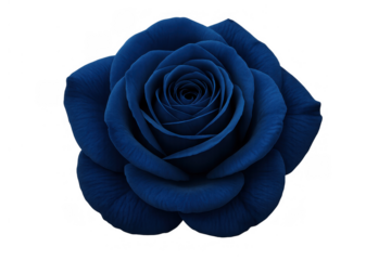 Blue rose symbolizing love, romance, passion, elegance, mystery, desire, and uniqueness on transparent background