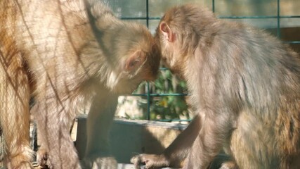 Monkeys interact in outdoor enclosure during afternoon