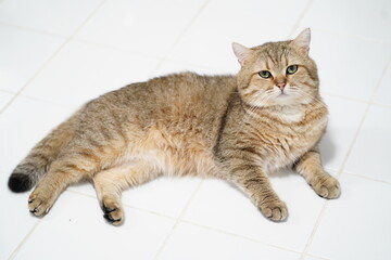 Adorable domestic cat lounging on a bright white floor, showcasing its captivating green eyes and soft fur coat, perfect for pet lovers and animal enthusiasts