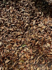 Autumn leaves on the ground in the city park