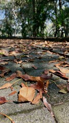 Autumn leaves on the ground in the city park