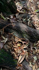 Old tree trunk  with the fallen leaves in the city park