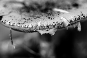 A close-up photograph of wild mushrooms growing in natural woodland grass, showing detailed textures, organic patterns, and earthy tones. Ideal for themes related to nature, ecology, and fungi.