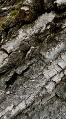 Tree bark  brown nature texture 