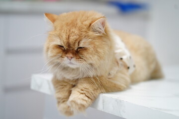 Cute fluffy ginger cat resting on a white table with closed eyes, showcasing calmness in a cozy indoor setting, perfect for pet lovers and animal enthusiasts