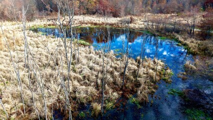 Dead White Trees surrounding a Bog in Late Fall