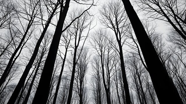 Tall bare trees silhouetted against an overcast sky in a winter forest, viewed from below. - Powered by Adobe