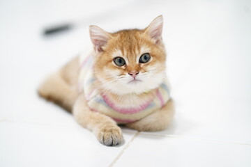 Cute fluffy kitten wearing a colorful sweater, lying on a white floor, looking curiously at the camera with bright blue eyes and playful demeanor