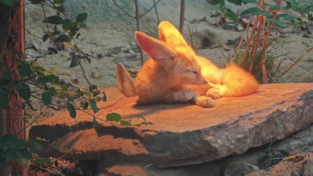 a fennec fox sleep on the rock in the zoo