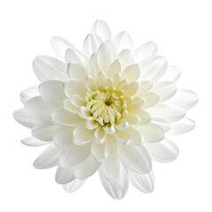 Radiant white flower with delicately layered petals on a dark background