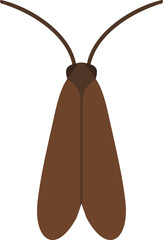 Brown hanging moth with narrow wings © KEI KATA