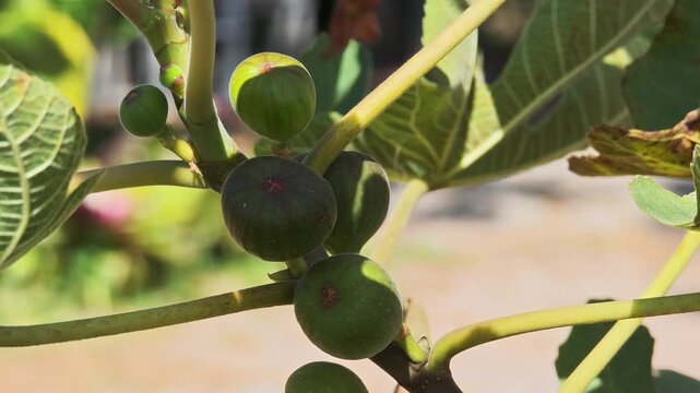 sweet figs on fig tree branches in orchard garden