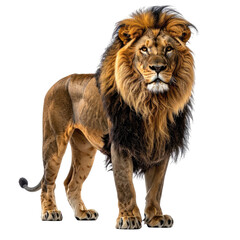 Obraz premium Regal lion with a majestic mane standing tall and looking ahead