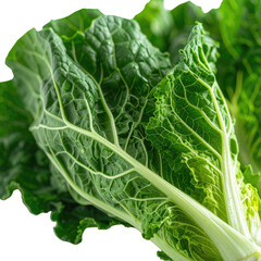 Fresh, green leafy vegetable with textured leaves and visible veins