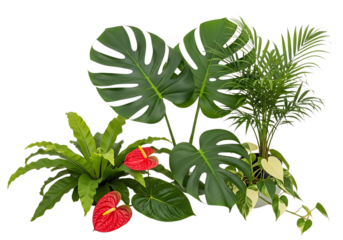 Lush green tropical houseplants featuring monstera, anthurium, bird's nest fern, and palm