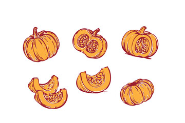 Set of pumpkins. Vector hand drawn different types of pumpkin collection, pieces, seeds, leaves. Autumn, harvest, fresh vegetables, vintage outline illustration isolated on white background