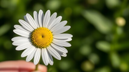 Fototapeta premium Close-up of a vibrant daisy flower with white petals and a yellow center, with a green background