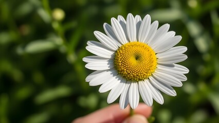 Close-up of a white daisy with a bright yellow center, gently held by a hand, against a soft green background, symbolizing natural beauty and the freshness of spring