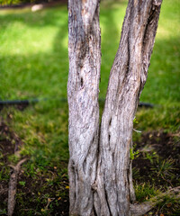 Conjoined Olive Tree Trunks with Detail and Texture.
