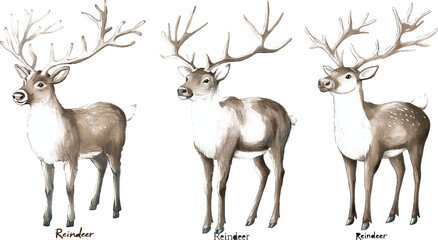 Reindeer  - Watercolor Style Animal vector illustration