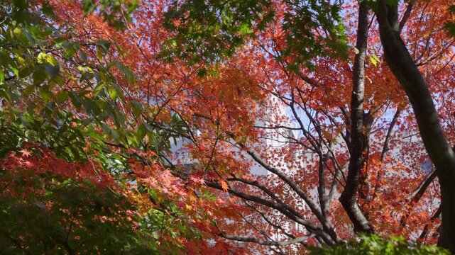 Vibrant fall foliage with red and orange maple leafs