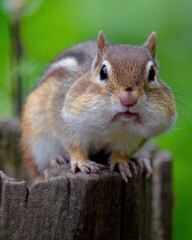 Obraz premium Close-up portrait of a chipmunk with full cheeks perched on a wooden post against a blurred