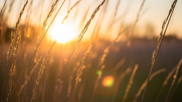 Golden sunset light through tall grass warm summer evening peaceful nature scene