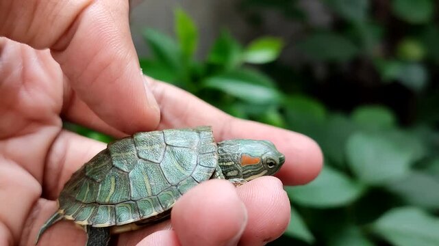 Baby Brazilian tortoise (Trachemys scripta elegans) or Red Eared Turtle in hand with a background of green leaves