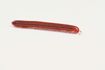 A brown millipede fully extended across a bright white surface, showing segmented body.