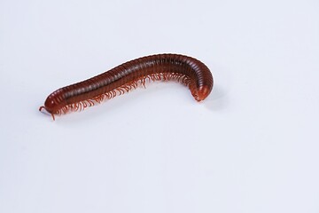 Close-up view of a brown millipede isolated on a clean white background.