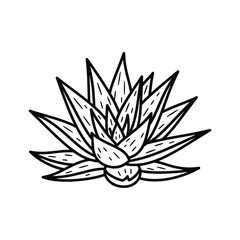 Hand-drawn Agave Succulent Plant Line Art