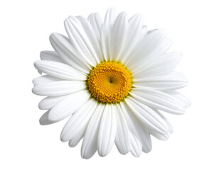 Beautiful white daisy png isolated on transparent background