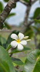 white frangipani flower
