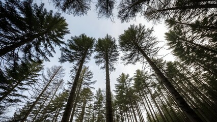 Fototapeta premium Looking up through a dense forest of tall pine trees towards a bright sky, showcasing the towering trunks and green canopy.