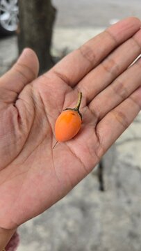hand holding a fruit