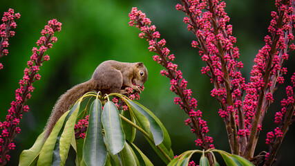 A Plantain Squirrel feeds on the racemes of an umbrella flower plant. 