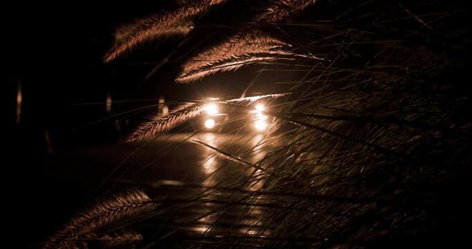 Girl walks past car headlights illuminating tall plants at night in a captivating silhouette moment