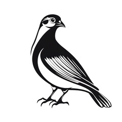Fototapeta premium Detailed engraving style illustration of a pigeon perched and looking to the side isolated on transparent background