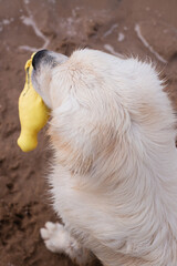 a Golden Retriever holding a toy in his mouth at the beach