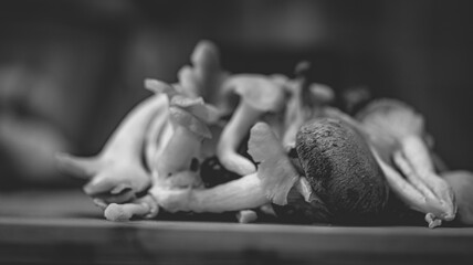 A close-up photograph of fresh mushrooms prepared in a kitchen setting, showcasing detailed textures, natural colours, and organic surfaces. Suitable for themes related to cooking.