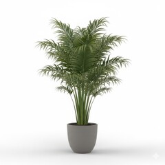 Obraz premium Potted tropical palm tree houseplant with large green leaves isolated on a white background, perfect for home decoration and botany