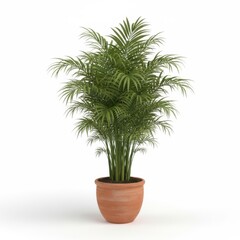 Potted palm tree houseplant with green leaves isolated on a white background for home decoration