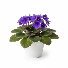 Violet flowers and plants in a pot or vase, isolated floral spring nature decoration
