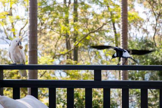 cockatoo and magpie on railing