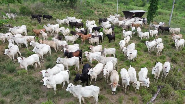 Equipe de Vaqueiros Controlando o Rebanho