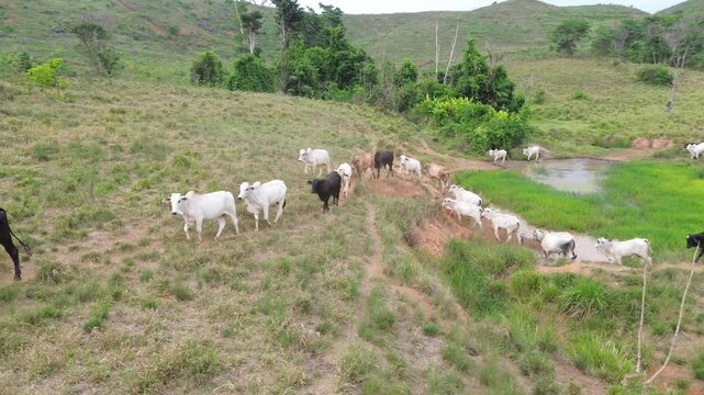 Vacas Caminhando em Linha Reta na Estrada de Terra