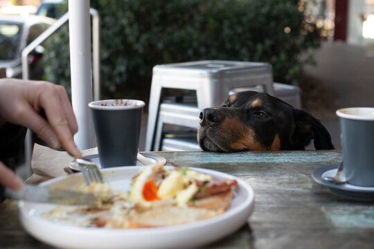 a black dog begs for food at a cafe table