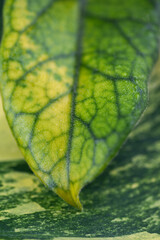 Close up of Green and Yellow Leaf